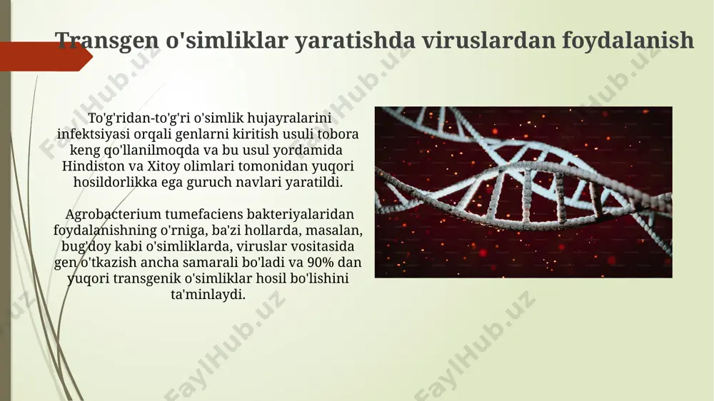 hi mumkin. bu esa katta hajmdagi genlarni yoki butun genomlarni etkazish uchun mos emas, masalan, katta genomli o'simliklarni genetik modifikatsiyasi uchun. ba'zi viruslar, masalan, adenoviruslar, immun tizimining kuchli javobini keltirib chiqarishi mumkin, bu esa inson organizmida 20 dan ortiq alomatlar bilan namoyon bo'ladi va gen terapiyasi samaradorligini pasaytiradi. shuning uchun, evropa mamlakatlarida ushbu viruslarning qo'llanilishi cheklangan. viruslar yordamida hayvonlarda gen ekspressiyasini boshqarish adeno-assosiatsiyalangan viruslar (aav) yordamida itlarda (buyuk britaniya) mushak to'qimasida ma'lum bir genning ekspressiyasini 3 oy davomida 85% ga oshirishga muvaffaq bo'lindi. lentiviruslar, masalan, hiv-1 asosidagi vektorlar, sut emizuvchilarda, xususan qo'ylarda (yangi zelandiya tajribasi) 1000 dan ortiq genni samarali etkazish uchun ishlatilgan. e'tiboringiz uchun rahmat @taqdimot_robot image1.jpg image2.jpg image3.jpg image4.jpg image5.jpg image6.jpg image7.jpg image8.jpg image9.jpg