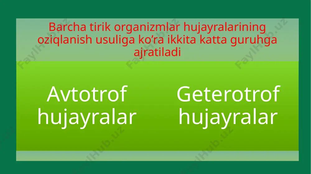 d va atomar vodorodning hosil bo’lishi va atf sintezi amalga oshadi. fotosintezning qorong’ulik bosqichi fotosintezning keyingi reaksiyalari uglevodlar hosil bo’lishi bilan bog’liq: 6co₂+6h₂o=c₆h₁₂o₆+6o₂ bu jarayon yorug’da ham, qorong’uda ham amalga oshganligi uchun uni qorong’ulik bosqichi deyiladi. fotosintezning qorong’ulik bosqichi kema-ket keladigan bir qancha reaksiyalar yig’indisidan iborat. bu reaksiyalar natijasida co₂ va atomar vodorodddan uglevodlar hosil bo’ladi. fotosintezning qorong’ulik reaksiyalari uchun xloroplastga dastlabki moddalar va energiya to’xtovsiz kelib turadi. uglerod (iv)-oksid barg hujayralariga atmosfera havosidan o’tib turadi, vodorod atomi esa suvning fotoliz natijasida hosil bo’ladi. fotosintezning yorug’lik bosqichida sintezlanadigan atf uglevodlar sintezi uchun energiya manbai bo’lib xizmat qiladi. ana shu moddalar ta’sirida xloroplastda uglevodlar sintezi amalga oshadi. shunday qilib, fotosintez natijasida yorug’lik energiyasi organik birikmalar tarkibidagi kimyoviy bog’lar energiyasiga aylanadi. fotosintezning ahamiyati fotosintez organik birikmalar va kislorod yetkazib beradigan birdan-bir manbadir. fotosintezning umumiy mahsuldorligi nihoyatda yuqori bo’lib, yer yuzidagi o’simliklar har yili juda ko’p uglerodni o’zlashtiradi. image1.jpeg image2.jpeg image9.jpeg image16.jpeg image18.jpeg …