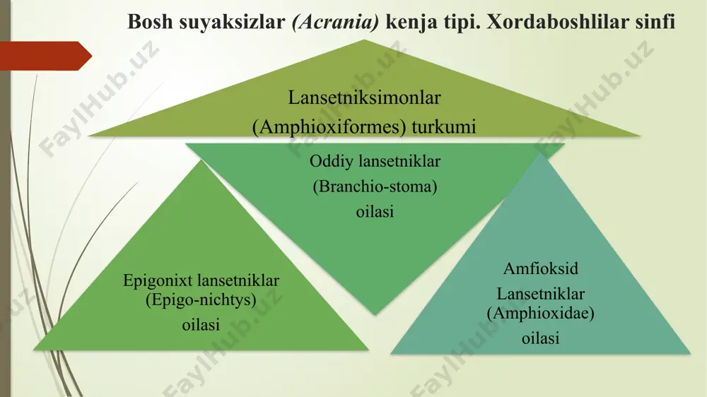 joylashgan. og'iz atroiidagi paypaslagichlari tuyg'u funksiyasini bajaradi. bundan tashqari tanasining butun yuzasi bo'ylab tuyg‘u funksiyasiga ega hujayralar joylashgan. xorda nerv nayi orqa nerv qoplami muskul segmentlari dum suzgich qoplami quruqlikda yashovchi umurtqalilar yoki to’rtoyoqlilar - tetrapoda umurtqalilar (vertebrata) kenja tipi (amniota) murtak pardali umurtqalilar. jag'og'izlilar - gnathostomata baliqlar - pisces suvda hamda quruqlikda yashovchilar - amphibia (anamnia) murtak pardasiz umurtqalilar. jag'sizlar (agnatha) katta sinfi to‘garak og'izlilar (cyclostomata) sinfi sudralib yuruvchilar - reptilia qushlar - aves sutemizuvchilar - mammalia to‘garak og'izlilar (cyclostomata) sinfi miksinalar kenja sinfi minogalar kenja sinfi daryo minogasining tashqi tuzilishi dum suzgichi orqa suzgichilar ko’zlari toq burun teshigi og’iz voronkasi jabra teshiklari anal teshigi siydik pufagining chiqarish teshigi daryo minogasining og’iz apparati 1 - og'iz teshigi; 2 - tili; 3 - til uchidagi shoxsimon tish plastinkasi; 4 - yuqori(og izusti) shoxsimon tish plastinkasi; 5 - pastki (og'izosti) shoxsimon tish plastinkasi: 6 - yuqorigi lab tishlari; 7 - yon …