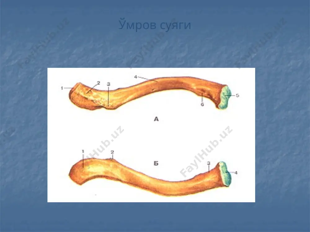 qoʼl, oyoq va chanoq suyaklarining funksional anatomiyasi - Page 3