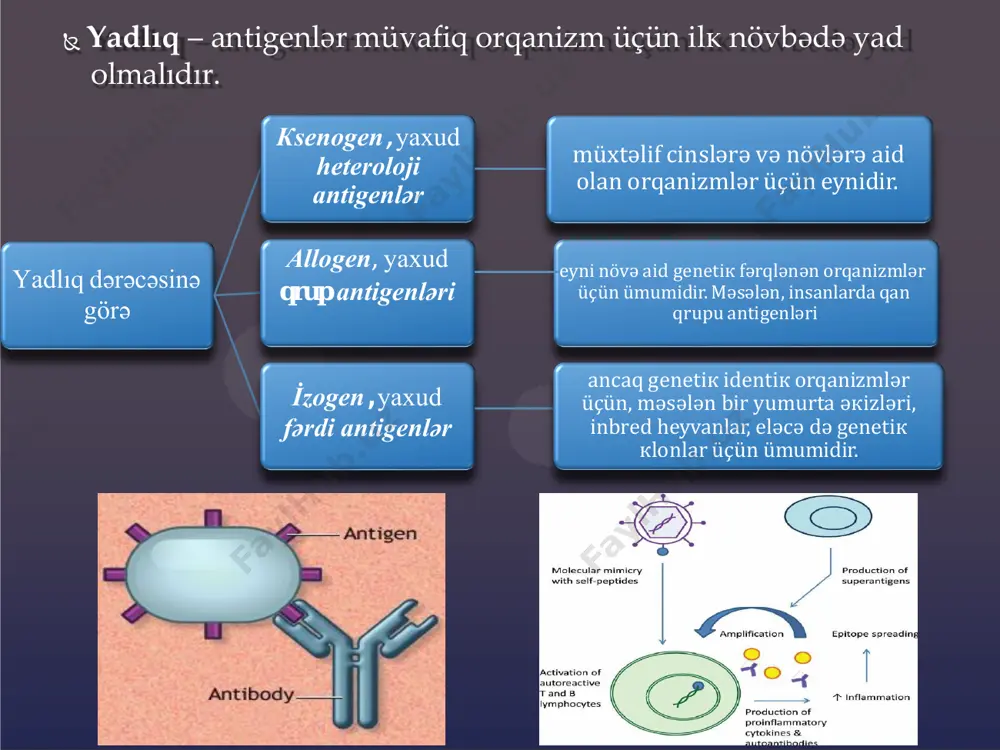 ivləşdirilmiş makrofaglar, öz növbəsində, il-1, il-6 və tnf-alfa kimi proinflamatuar sitokinləri çox istehsal edir. tnf-alfa, bədənin iltihab reaksiyasının bir hissəsi kimi xüsusilə vacibdir. normal vəziyyətdə lokal olaraq aşağı səviyyədə sərbəst buraxılır və immunitet sisteminin patogenləri məğlub etməsinə kömək edir. bununla birlikdə sistematik olaraq yüksək səviyyədə ifraz edildikdə (sag birləşməsi nəticəsində meydana gələn kütləvi t hüceyrəsi aktivasiyası səbəbindən) şok və çoxsaylı orqan çatışmazlığı da daxil olmaqla ağır və həyati təhlükəli simptomlara səbəb ola bilər. miкrооrqаnizmlərin аntigеnləri bакtеriyа аntigеnləri flаgеllа аntigеni, yахud h-аntigеnlər sоmаtiк, yахud о-аntigеn каpsulа, yахud к-аntigеn virulеntliк аntigеni (vi-аntigеni ) екzоtокsinlər, fеrmеntlər virus аntigеnləri virusspеsifiк аntigеnlər  tохumа uyğunluğu аntigеnləri оrqаnizmin bütün hücеyrələrinin mеmbrаnındа аşкаr еdilir.  mhc molekulları leykositlərin digər leykositlərlə və ya bədən hüceyrələri ilə qarşılıqlı təsirini təşkil edir. mhc orqan nəqli üçün donor uyğunluğunu və qarşılıqlı reaksiya verən immunizasiya yolu ilə insanın avtoimmun xəstəliklərə həssaslığını müəyyənləşdirir.  оnlаrın böyüк bir qismi tохumа uyğunluğunun bаş коmplекsinə (mhc) …