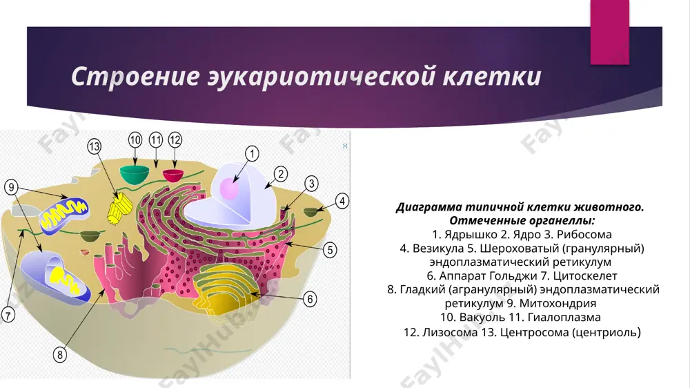эукариотические клетки - Page 4