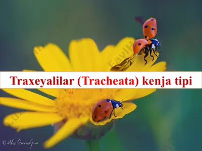traxeyalilar (tracheata) kenja tipi — PPTX