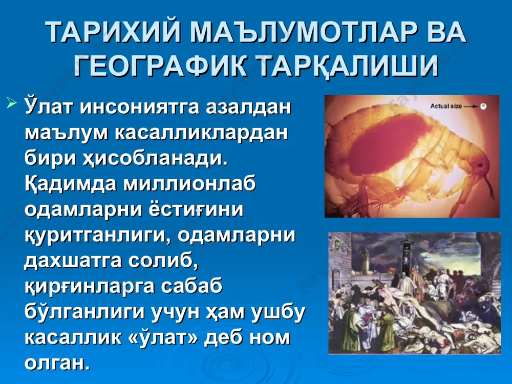 вилоятлари) - 0,1млн.га; - тожикистон давлати билан чегарадош ўлатнинг тоғли табиий ўчоғи (қашқадарё ва сурхондарё вилоятлари) – 0,08 млн.га. тарихий маълумотлар ва географик тарқалиши ўлат касаллигининг қўзғатувчиси биологик қурол сифатида фойдаланилиши мумкин. татарлар 1346 йилда уруш пайтида ўлатни тарқатиш мақсадида ўлатдан ўлган одам жасадини кафу шаҳрига, иккинчи жаҳон уруши даврида эса япония хитойнинг нингхо шаҳрига ўлат қўзғатувчиси билан зарарланган бургаларни ташлаганлар. этиологияси ўлат қўзғатувчиси (yersinia pestis) yersinia ва entrerobacteriaceae оиласига мансуб бўлиб, ўлчами 0,3-0,5мкм. ўлат бактерияси спора ҳосил қилмайди, хивчинлари йўқ, ҳаракатсиз. барча анилин бўёқлари билан яхши бўялади, грам манфий. лёффлер кўки ёки романовский – гимза бўёқлари билан бўялганда, биполярлик хусусиятига эга бўлиб, яққол кўзга ташланади. қўзғатувчи гўшт – пептонли бульон ва агарда (рн 7,0 – 7,2) 28 – 370с ҳароратда яхши ўсади. yersinia pestis ўзида термостабил соматик, термолабил капсула ва бошқа 30 га яқин антигенларни сақлайди. этиологияси (давоми) ўлат қўзғатувчиси ташқи муҳитга унча чидамли эмас, +220с да 4 ой …