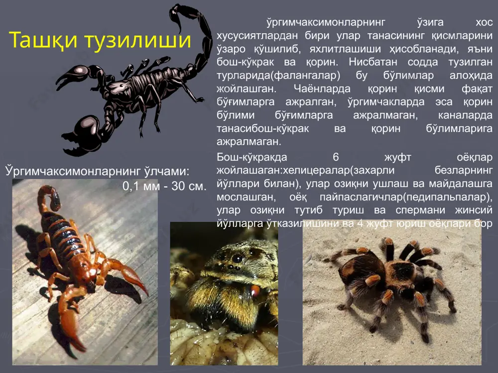 дан яйловларда қорақуртларни йўқотишда фойдаланилади. аҳоли яшайдиган жойларда ҳовлилардаги, трамвай йўлларидаги ўтларни йўқотиш керак. 14 ўргимчак чаққанда биринчи ёрдам яра антисептиклар билан тозаланади, асептик моддалар қўйиб боғланади, совуқ қуйилади, антигистаминли(аллергияга қарши) дорилар ичилади. даволашда қорақуртга қарши зардоб ишлатилади, бемор 3-4 кунда тузалади. биринчи ёрдам кўрсатилиб, шифокорга мурожаат қилинади. 15 каналарда танасининг бош-кўкрак ва қорин қисмлари тўлиқ қўшилиб, яхлит танани ҳосил қилади. танаси овал ёки шарсимон шаклда(0,05-13 мм) қон сўргандан кейин 3-4 гача катталашади. танасининг олдинги қисмида хелицералари ва оёқ пайпаслагичларининг қўшилишидан ҳосил бўлган сурувчи ва кемирувчи типда. огиз аппарати санчибғсурувчи, еки кемирувчи типда. вояга етган каналарнинг 4 жуфт оёғи бўлиб, уларнинг учида тирноқлари ва поясимон сўрғичлари бўлади. улар билан кана хўжайинга ёпишади. ўргимчаксимонлар синфи (аrachnoidea) каналар туркуми (acarina) ўргимчаксимонларнинг ичида энг катта гуруҳ бўлиб, 20 000 турни ўз ичига олади. улар жуда хилма-хил бўлиб, акариформ ва паразитоформ каналарнинг вакиллари тиббий аҳамиятга эга. 16 ривожланиш босқичлари каналар орасида одамнинг доимий ва …