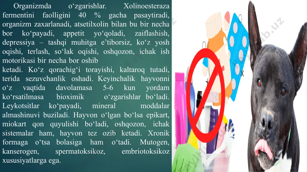 a tuzlangan don), u quyonlarning tanasida 15 kungacha, tovuqlar - 18 kungacha, qo‘ylar va qoramollar - 20 kungacha (sut bilan ajralib chiqish). 15 kungacha), cho‘chqalar - 30 kungacha. bunday hayvonlarni zaharlangandan keyin go‘sht uchun so‘yishga ruxsat berilmaydi (mastlik belgilari aniqlangan kundan boshlab); quyonlar -20 kundan keyin, tovuqlar - 25 kundan keyin (tuxum olish mumkin), qo‘y va qoramollar - 30 kundan keyin, cho‘chqalar - 40 kundan keyin. sut tmtd bilan zaharlangan sigirlarni iste'mol qilishga ruxsat beriladi mastlik holatidan boshlab 30 kun. 6. tsineb barcha turdagi hayvonlarning tanasidan 10 dan 10 yoshgacha bo‘lgan davrda chiqariladi 20 kun. shuning uchun hayvonlarni so‘yish 25 kundan keyin ruxsat etiladi. 3.2. karbamik kislotadan olingan boshqa pestitsidlar chiqariladi organizmni 7-8 kun davomida, va go‘sht uchun hayvonlarni o‘ldirishga ruxsat beriladi 10-12 kun. 3.3. karbamat pestitsidlarining maksimal miqdori to‘planadi cheni, buyraklar, ichaklar, miya, jinsiy a'zolar, endokrin bezlar, karbamat bilan zaharlangan hayvonlarni so‘yish rad etiladi. nitrat va nitrit bilan zaxarlanishlar. …