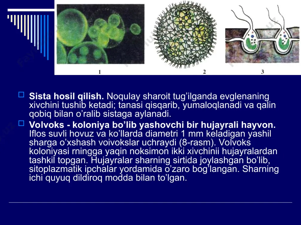 xivchinlilar (mastigophora) - Page 5