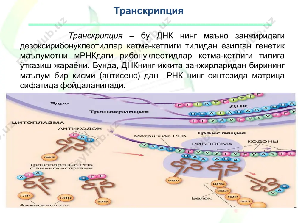 ўлган сайтлари амалга оширади транскрипция - инциация бактерияларда фермент промотор – прибнов боксига бирикади. 5' — татаат — 3' 3’ — ататта — 5’ транскрипцияни таъминлаш учун рнк-полимераза днк промотор кетма-кетликлари билан боғланади. промоторнинг умумий узунлиги бир нечта ўн жуфт нуклеотидларга тенг. транскрипция эукариотларда промотор анча мураккаб тузилишга эга, чунки у билан умумий транскрипция омиллари ҳисобланган оқсиллар тўплами боғланади. полимераза ii билан биргаликда ушбу тўплам – асосий инициатор комплекс деб номланади. эукариот промоторида прибнов боксига ўхшаш бактерияларнинг тата-бокси, баъзан – gc-бокс, саат-бокс ва бошка бокслар бўлади. эукариотларда генлар транскрипцияси днкнинг бошкарувчи қисмлари томонидан ўзига хос оксиллар – энхансерлар (кучайтирувчи) орқали кучаяди. транскрипция - инциация рнк полимераза промотор билан боғлангандан сўнг днк занжирининг 15 жуфт нуклеотидлар узунлигида занжирларни ажратиб транскрипцион «кўз» ҳосил булади. бу жойда днк нинг икки занжири ечилиб, факат битта занжир ўқилади. хар доим синтезланаётган рнк нинг занжирига биринчи бўлиб пурин нуклеотиди – а ёки g ўрнашади, сўнг иккинчи …
