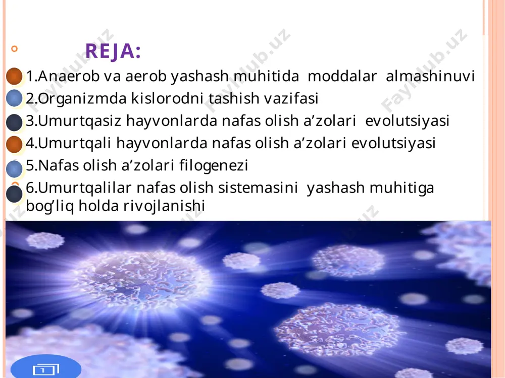 hayvonlarning nafas olish organlari evolutsiyasi - Page 3
