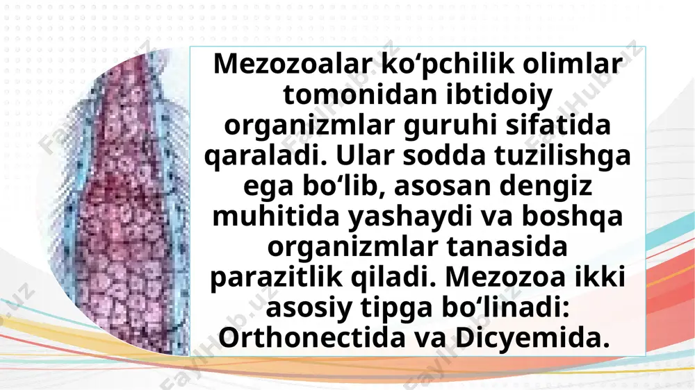 parazit mezbon organizmda ko‘payib, hujayralar massasini hosil qiladi. 2. jinsiy bosqich: erkak va urg‘ochi individlar hosil bo‘lib, ular suvda uchrashib, jinsiy ko‘payadi. urug‘langan tuxum mezbon organizmning ichiga kirib, yangi parazitni hosil qiladi. filogeniya va evolyutsiya: • orthonectidalar oddiy tuzilishi tufayli molekulyar filogeniya bo‘yicha o‘rganiladi. • ular evolyutsion jihatdan spiralia guruhiga yaqin deb taxmin qilinadi. • ularning ibtidoiy ko‘p hujayralilik shakli ko‘p hujayrali hayvonlarning kelib chiqish bosqichlarini o‘rganishda muhim ahamiyatga ega. dicyemida tipiga umumiy tavsif umumiy tavsif: • tuzilishi: dicyemidalar ham mikroskopik o‘lchamdagi parazitlardir. ular asosan bir necha o‘nlab hujayralardan tashkil topgan va morfologik jihatdan sodda. • parazitlik: ular faqat cephalopodlar (masalan, kallmarlarda va sepiyalarda) tanasida, ayniqsa buyrak bo‘shlig‘ida parazitlik qiladi. • hayot sikli: ularning hayot sikli oddiyroq bo‘lib, jinsiy va jinssiz ko‘payish bosqichlarini o‘z ichiga oladi. jinssiz ko‘payish natijasida ko‘proq parazit hujayralar hosil bo‘ladi. • organizatsiya: tananing tashqi qismi bir qavatli epiteliydan tashkil topgan bo‘lib, ichki qismi esa urug‘lanadigan hujayralardan …