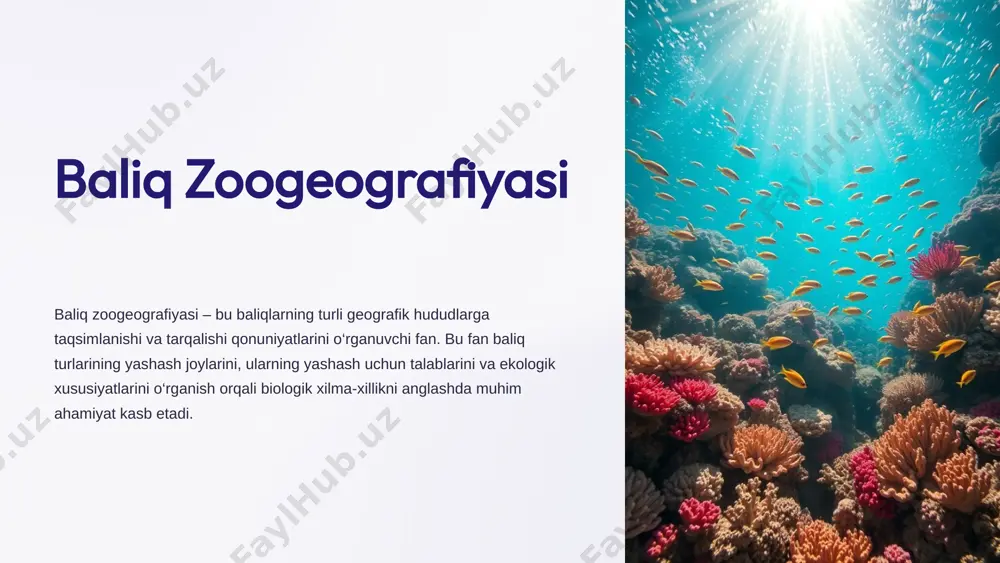 rning ta'siri okean oqimlari oziq moddalarini bir hududdan boshqasiga olib kelib, baliqlar uchun qulay yashash muhitini yaratadi va biologik mahsuldorlikni oshiradi. 2 haroratning ta'siri okeandagi haroratning o‘zgarishi bilan ba’zi turlar migratsiya qiladi, ya’ni yangi yashash joylarini qidiradi. 3 tuzlilikning ta'siri suvning tuzlilik darajasi ham baliq turlarining tarqalishiga ta'sir qiladi. 5 baliq turlari va ularning ekologik muvozanatda roli baliqlar dengiz va daryo ekotizimlarining muhim a’zolari hisoblanadi. ular oziq zanjirida muhim vazifa bajarib, boshqa organizmlar uchun oziq va ozuqa manbai hisoblanadi. masalan, katta baliqlar kichik baliqlar, umurtqasiz hayvonlar va boshqa organizmlar bilan oziqlanadi, shu bilan birga, ular ham yirtqichlar uchun oziq bo‘lib xizmat qiladi. baliqlar oziq zanjirida roli katta baliqlar kichik baliqlar, umurtqasiz hayvonlar bilan oziqlanadi kichik baliqlar plankton va boshqa mayda organizmlar bilan oziqlanadi 6 ekologik omillar va baliq zoogeografiyasi baliqlarning yashash muhiti ko‘p jihatdan ekologik omillarga bog‘liq. suv harorati, tuzlilik, ozuqa manbalari, suvning chuqurligi kabi omillar baliqlarning geografik tarqalishiga katta …
