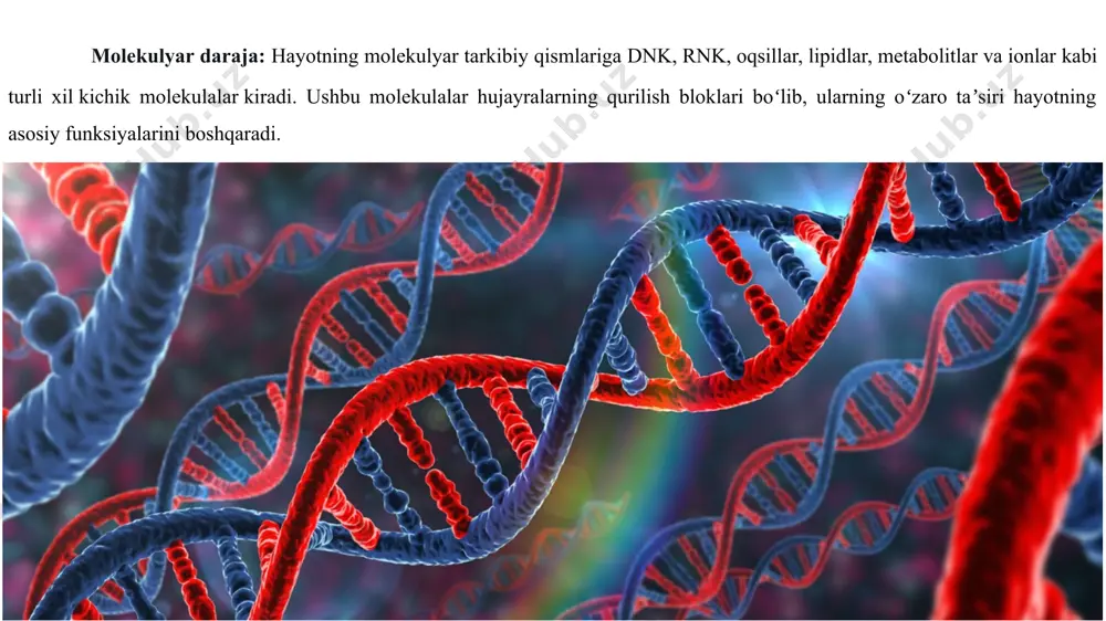 nizmlar esa koʻp hujayralidir (masalan, oʻrtacha odam 100 trillion yoki 1014 hujayradan iboratdir; oʻrtacha hujayra oʻlchami 10 mikrometr, massasi esa 1 nanogramdir). eng katta hujayra tuyaqush tuxumi boʻlib, uzunligi 15 sm, massasi 1.4 kg gacha boʻladi. hujayrani ilk marta robert guk 1665-yilda kashf qilgan. hujayra alohida organizm sifatida hayot kechirishi (bakteriyalar, eng sodda hayvonlar, ayrim suvoʻtlar va zamburugʻlar) yoki koʻp hujayrali organizmlar toʻqimalari tarkibiga kirishi mumkin. genetik apparat eukariotlarda sitoplazma membrana bilan ajralgan yadroda; prokariotlar esa nukleotidda joylashadi. jinsiy hujayra meyoz natijasida hosil boʻladi. hujayraning xilma-xil funksiyasini ixtisoslashgan ichki strukturalar — organoidlar bajaradi. hujayraning universal organoidlari: yadroda — xromosomalar, sitoplazmada — ribosomalar, mitoxondriyalar, endoplazmatik toʻr, golji kompleksi, lizosomalar. hujayraning xususiy organoidlari : kiprikchalar, xivchinlar va hokazo. ayrim manbalarda hujayra membranasi ham organoidlar qatoriga kiritiladi. koʻpchilik hujayrada boʻladigan membrana strukturalari — mikronaychalar, mikrofibrillalar hujayra shaklining; hujayra kiritmalari hujayra tarkibining doimiyligini taʼminlash vazifasini bajaradi. plazmatik membrana shunchaki hujayraning chegaralarini belgilabgina qolmay, balki …