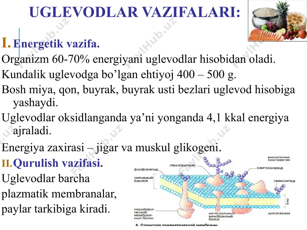 ing faolligining pasayishi; -ichaklarga ovqat hazm qilish shirasi tarkibida hazm qiluvchi fermentlarni yetarli darajada tushmasligi, -fermentlar faolsizlanishi, -ingichka ichakdagi morfologik o'zgarishlar va peristaltikaning buzilishi. laktozani o’zlashtira olmaslik birlamchi laktozani o’zlashtira olmaslik. laktaza fermenti yetishmovchiligi irsiy hisoblanib, autosomal retsessiv tipda irsiylanadi. davolash: yosh bolalar sutiga laktaza qo'shiladi. orttirilgan(ikkilamchi) laktozani ko’tara olmaslik enterokolit, yarali kolitda kuzatiladi. belgilari: meteorizm, sut qabulidan keying diareya. kattalarda ko'proq orttirilgan glukozani ko’tara olmaslik rivojlanadi. laktozani o’zlashtira olmaslikda laktozuriya holati kuzatiladi. fosforillanish (faollashtirish) - har qanday monosaxaridning keyingi o’zgarishlaridagi birinchi bosqichi geksokinaza reaktsiyasi - uglevod almashinuvining asosiy reaktsiyasi hisoblanadi. geksokinaza geksokinaza glyukozaga bo’lgan moyilligi yuqori, ya'ni past substrat konsentratsiyasida ham (km < 0,1 mmol / l) maksimal reaktsiya tezligiga ega. glyukoza-6-fosfat tomonidan ingibirlanadi. glukokinaza кm – 10 mmol / l ga teng. glukoza-6-fosfat bilan ingibirlanmaydi, faqat jigar hujayralarida mavjud. glyukokinaza faolligi geksokinaza faolligidan 10 baravar yuqori. ovqat hazm qilish jarayonida jigarga ko’p miqdorda glyukoza tushadi va glyukokinaza faolligini …