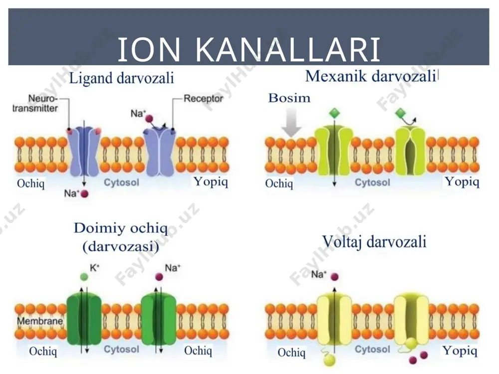 nuni deb nomlanadi. bor yoki yo'q qonuni bor yoki yo'q qonuni refraktorlik to'qimaga bo'sag'a osti kuch bilan tasir etganimizda hosil bo'ladigan chegaralangan o'zgarishlar. lokal javob akkomadatsiyada - ta’sir kuchining ortib borish qiyaligi kamayfani sari, bo’sag’a kuchi (∆𝑉) ortib boradi . hp apmlitudasi kamayadi, qiyalik kamaysa hp dosil bo’lmasligi ham mumkin. ∆𝑉 = 𝐸 𝑜 - 𝐸𝑘 eo – mtp (membrane tinchlik potensiali) ek – kritik daraja, bo’sag’a drajasi (odatiy holadgi (-50) hisoblanadi. ∆𝑉 – bo’sag’a kuchi akkomodatsiya ta’sir etish qiyaligining kamayishi deganda nima tushuniladi: ● bizda bo’sag’a potensiali birdan 20 berilsa, kritik darajaga yetadi (maxsimal qiyalik) va hp kelib chiqadi. ● endi ta’sir etish qiyaligi kamaytiriladi, birinchi 7,14,20 mv kuch beriladi, bunda esa qiyalik ortgani sabab hp kelib chiqmaydi, qachonki 22 mv berilsa kelib chiqadi. ● endi yana qiyalashtiramiz 5, 10, 15, 20, 22 mv beriladi bunda ham ta’sir yuzga chiqmagach yana oshiriladi (bo’sag’a potensiali) 27 mv da kelib chiqadi. …