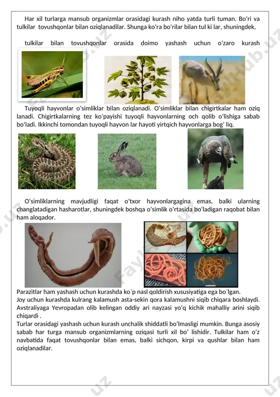 faqat tovushqonlar bilan emas, balki sichqon, kirpi va qushlar bilan ham oziqlanadilar. bir turga kiruvchi daraxtlar, butalar orasida ham bunday holat kuzatiladi. shox-shabbasi keng quloch yozgan eng baland daraxtlar quyosh nurining ko‘p qismini tutib qoladi. ularning baquvvat ildiz sistemasi tuproqdan ko‘proq suv va unda erigan mineral moddalarni shimib oladi. buning hisobiga qo‘shni daraxtlar zaif bo‘lib o‘sadi yoki o‘sishdan to‘xtab nobud bo‘ladi .tur ichidagi kurash eng shiddatli bo‘ladi. bir turga kiruvchi qushlar orasida urchish paytida uya qurish uchun joy tanlash bo‘yicha raqobat yuz beradi sutemizuvchi hayvonlar, qushlarda erkak organizmlar o‘rtasida urg‘ochi organizmlar bilan qo‘shilish , ozuqa , joy uchun kurash ketadi . organizmlarning anorganik tabiatning noqulay sharoitlariga qarshi kurashi. anorganik tabiat omillari organizmlarning rivojlanishiga, yashab qolishiga katta ta’sir ko‘rsatadi. kuz kelishi bilan bir yillik o‘simliklarning hammasi, shuningdek, ko‘p yillik o‘t o‘simliklarning ham yer ustki qismlari nobud bo‘ladi, tuproq ostida ular ning urug‘i, ildizi, tugunaklari, piyozlari saqlanib qoladi. ko‘pchilik hayvonlar, masalan, suvda …