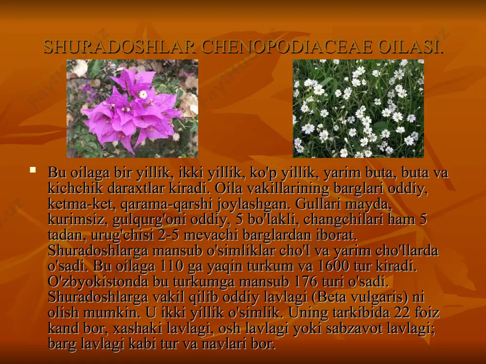 chinnigulnamolar qabilasi - Page 3