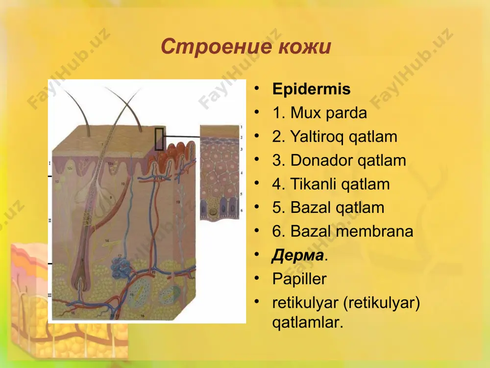 lignligi (surunkali travma) natijasida terining har qanday qismida birinchi navbatda yoki ikkilamchi (30%) paydo bo'lishi mumkin. melanoma - bu oson qon ketadigan papula yoki biroz ko'tarilgan, gumbazsimon yoki bo'g'imli tugun bo'lib, to'q jigarrang yoki qora ko'k rangga ega. erta metastazlar birlamchi tugun yaqinida zich pigmentli yarim sharsimon tugunlarning paydo bo'lishiga olib keladi, keyin esa butun tanada tarqalgan bir nechta pigmentli va depigmentatsiyalangan tugunlar va tugunlar paydo bo'ladi. melanoma teri saratoni turlari va ularning namoyon bo'lishi kaposi sarkomasi – bu teri va perivaskulyar biriktiruvchi to'qima hujayralarining ichki organlarida multifokal proliferatsiyadan kelib chiqqan saraton. pastki ekstremitalarning terisi ta'sirlanadi, kamroq - qo'llar va bilaklar. lezyonlar nosimmetrik, biroz shishgan, qizil-jigarrang yoki mavimsi-binafsha rangli dog'lar va tugunlar bo'lib, tekis, infiltratsiyalangan plitalar va og'riqli tugunlarga aylanadi. birlamchi o'choqlarning chetlari bo'ylab yangi tugunlar hosil bo'ladi, ular birlamchi o'choqlar bilan birlashganda, turli darajadagi zichlikdagi kattaroq bo'g'inli o'simta infiltratlarini hosil qiladi. asta-sekin tugunlar atrofida atrofdagi to'qimalarning aniq shishishi rivojlanadi, …