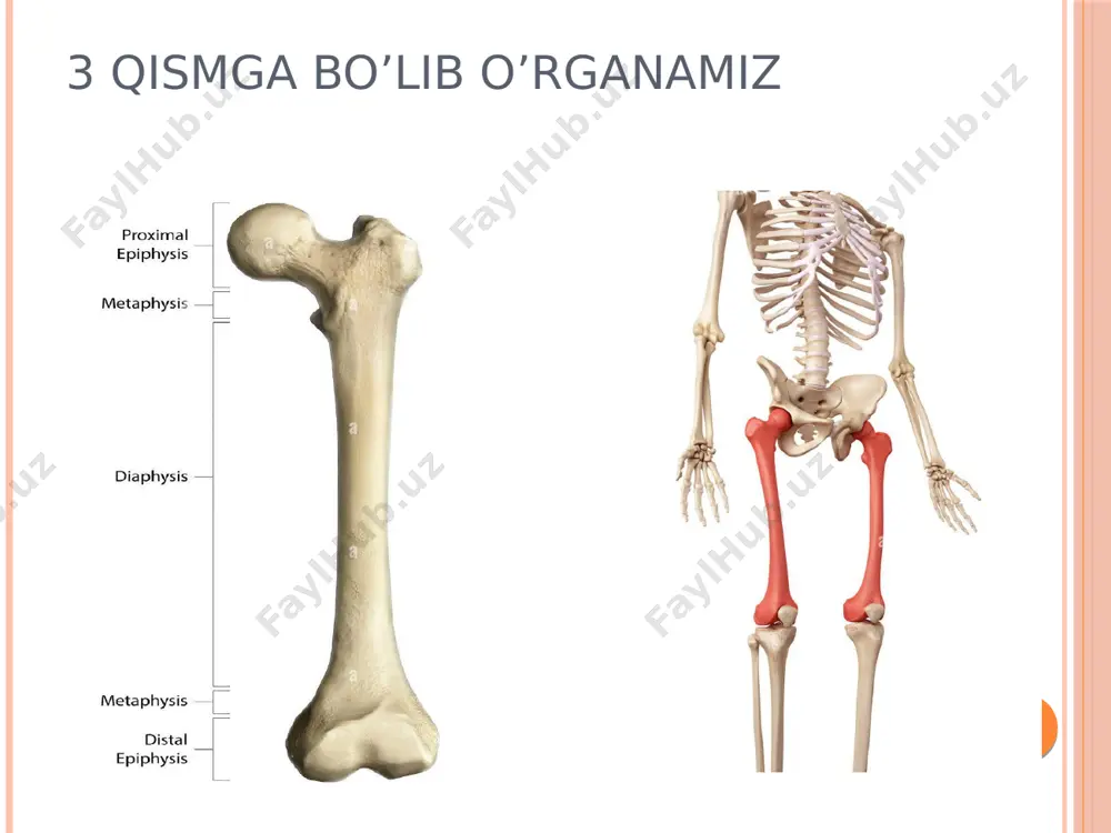 osteologiya - Page 4