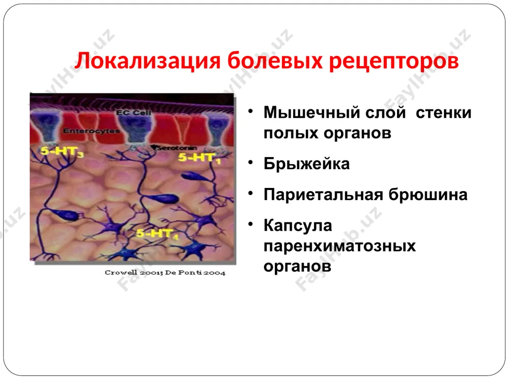 м массы тела, дегидратацией основные признаки толстокишечной диареи большая частота стула (4-10 и более/сутки) объем испражнений небольшой, каловые массы кашицеобразные в кале - слизь, кровь характерны тенезмы редко снижение массы тела, дегидратация определение запоров стул реже 3-х раз в неделю или реже 1 раза в 2 дня твердый кал (содержание воды менее 60%) уменьшение массы кала (менее 35 гр в сутки) время натуживания более ¼ времени дефекации виды запоров острый запор острая кишечная непроходимость острые заболевания внутренних органов черепно-мозговая травма заболевания и травмы спинного мозга применение лекарственных препаратов хронический запор алиментарные органические (механические) дискинетические - спастические - гипокинетические аноректальные алиментарные запоры органические запоры опухоли дивертикулы стенозы стриктуры спаечная болезнь каловые камни аномалии развития основные формы двигательной активности толстой кишки сегментарные сокращения циркуляторной мускулатуры - перемешивание содержимого пропульсивные сокращения – перистальтические движения – продвижение каловых масс к дистальным отделам спастические (гиперкинетические) запоры гипокинетические запоры пассивная диффузия воды и электролитов в кишечнике …