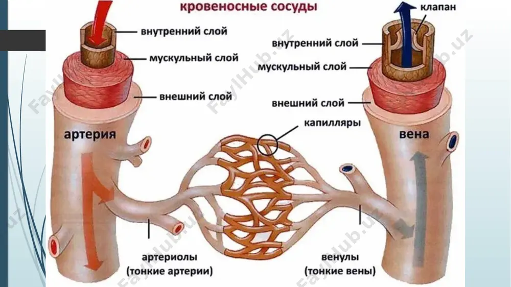 g va chap bo‘lmacha va qorinchalar orasidagi teshikni o‘ragan o‘ng va chap fibroz halqalardan (annuli fibrosus dexter et sinister) boshlanadi. bo‘lamachalar miokardi ikki: 1. yuza qavati ikkala bo‘lmacha uchun umumiy ko‘ndalang tolalardan iborat. 2.chuqur qavati har bir bo‘lmacha uchun alohida bo‘ylama yo‘nalishdagi mushak tolalaridan iborat. bo‘ylama tolalar fibroz halqadan boshlansa, aylanma tolalar bo‘lmachaga quyiladigan venalarni o‘rab turadi. qorinchalar miokardi turli yo‘nalishdagi uch qavatdan iborat. tashqi qiyshiq qavat fibroz halqadan boshlanib, yurak uchida yurak girdobi (vortex cordis) ni hosil qilib, ichki bo‘ylama qavatga o‘tib ketadi. yurak devorining tashqi qavati epikard (epicardium) miokardning ustidan qoplab turuvchi yurak xaltasining visseral varag‘idan iborat bo‘ladi. u yupqa biriktiruvchi to‘qima qatlami bo‘lib, mezoteliy bilan qoplangan. epikard yurakka keluvchi va yurakdan chiquvchi yirik qon tomirlami o‘rab, perikardning pariyetal varag‘iga o‘tib ketadi. yurakning o‘tkazuv tizimi (complexus stimulans cordis).yurak miokardining ritmik ravishda qisqarishini uning o‘tkazuv tizimi boshqarib turadi. yurakning o‘tkazuv tizimi quyidagilardan iborat: 1. yurak vena bo‘shlig‘i va bo‘lmacha …