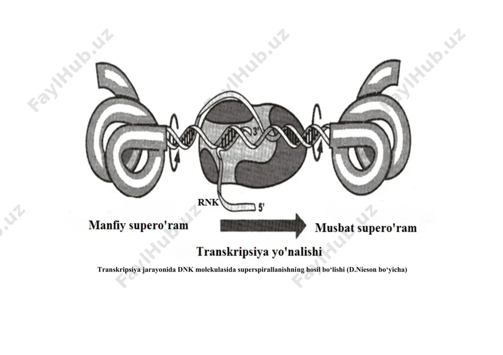 ng uchinchi nukleotidga to‘g‘ri keladi, kodlanishning “aslidan chekinish” xususiyati bo‘lganligi uchun, mazkur xatolikning biologik ahamiyati jiddiy bo‘lmaydi. rnk molekulasining elongatsiyasi rnk-polimeraza fermentining dnk matritsadagi terminirlovchi nukleotid qatoriga borguncha davom etadi. xuddi shu joyda rnk molekulasining uzayishi to‘xtab, transkript va rnk-polimeraza dnk-matritsadan ajraladi. terminatsiya jarayonida vodorod bog‘lari bilan bog‘langan vaqtinchalik juftlik -dnk-rnk gibridlar bir-birlaridan ajraladilar. dnk molekulasidagi transkripsiyani to‘xtatuvchi zanjirni terminator deyiladi. u yer o‘ziga xos nukleotid qatorini tutib-stop-belgilovchi joy deb nomlangan. prokariot terminatorlarida qo‘sh zanjirli palindrom deb ataluvchi qismlar mavjud. palindromli nukleotid qatorlari ikkita qarama-qarshi tomonli nukleotidlar bir xil joylashadi. 5' – ggtatsts – 3' 3' – tstsatgg – 5' prokariotlardagi transkripsiya (d.neison bo‘yicha) transkripsiya jarayonida dnk molekulasida superspirallanishning hosil bo‘lishi (d.nieson bo‘yicha) shunday qaytariladigan nukleotidlar qatori rnk sintezida “shpilkalarni” yoki dnkda esa o‘zaro kesishgan ikki chiziqdan iborat – xochlarning shakllanishiga sababchi bo‘ladi. bunday shpilkalar terminatorlik vazifasini o‘tab, ular tarkibida g-s juftlari ko‘p uchraydi. dnk molekulasidagi promotordan terminatorgacha bo‘lgan masofani …