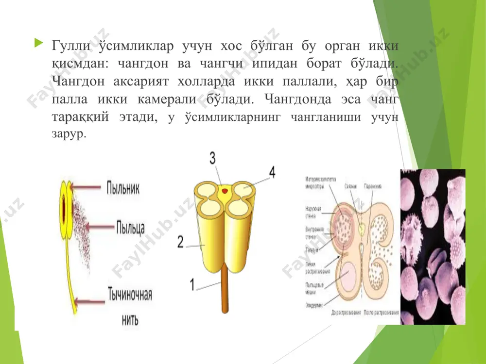ларда учрайдиган асосий чангланиш усули бўлиб, эволюция жараѐнида бу усулда чангланиш учун уларда хилма-хил мосланишлар пайдо бўлган. бу мосланишлар гулнинг ўзидан чангланишига тўсқинлик қилади. ўзидан чангланиш ёпиқ уруғли ўсимликларда нисбатан кам тарқалган. айрим ўсимликларда бу ҳодиса одатда четдан чангланиш амалга ошмай қолган ҳолларда гуллаш даврининг охирида содир бўлади, яъни ноқулай шароитлар юз бериб, четдан чангланиш имконияти бўлмай қолган вақтларда амалга ошади. четдан чангланиш (бошқа ўсимлик чанги билан чангланиш) кўпчилик ўсимликлар учун қулайдир, чунки бундай чангланишда ҳар хил ирсий белгилари бор гаметалар қўшилади – насллар эса ҳар хил бўлиб, турли яшаш шароитларига яхшироқ мослаша олади. шунинг учун ўсимликлар гулларининг тузилиши ва экологиясида четдан чангланишни таъминлайдиган кўпдан-кўп мосламалар ҳосил қилганини кузатиш мумкин. чангланиш икки хил бўлади: ўзидан чангланиш ва четданг чангланиш. икки жинсли гуллар ўзидан чангланади, бунда бир гулнинг чанги шамол ёки ҳашоратлар ёрдамида шу гул уруғчисининг тумшуқчасига тушади. шундай қилиб, ўзидан чангланиш жараёни битта гулнинг ўзида, ҳатто, унинг ғунчасида содир бўлади. …