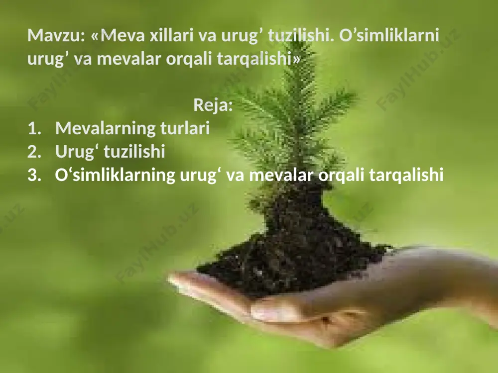 mbrionidir. gulli o’simliklarning turli vakillarida urug’dagi murtak bilan endosperm bir-biriga nisbatan turli o’lchamdadir. magnoliyadoshlar, loladoshlar va palmalarda murtak juda kichik o’lchamda, endosperm esa urug’ning deyarli barcha hajmini egallagan bo’ladi. burchoqdoshlar, qovoqdoshlarda u murtak va po’stdan iborat. bundan tashqari oraliq guruhlar ham uchraydi. gulli o’simliklarning urug’ining tuzilishi va turlari urug’larning xillari: a-ko’knor; b-bug’doy; c-randak; d-murch; e- zig’ir; h-no’xat; 1-urug’ po’sti (spermoderma); 2-endosperm; 3-ildizcha; 4-poyacha; 5-kurtakcha; 6-urug’palla (3-6-murtak); 7-meva po’sti; 8-perisperm loviya (a) va bug’doy (b) urug’larining unishi: 1-asosiy ildiz; 2-yon ildiz; 3-qo’shimcha ildiz; 4-gipokotil; 5-epikotil; 6-urug’pallalar; 7-birinchi chin barglar; 8-kurtak; 9-koleoptil. 3. o‘simliklarning urug‘ va mevalar orqali tarqalishi urug‘ va mevalar o‘simliklarning joylashuv hududini kengaytirish uchun xizmat qiladi. tarqalishning asosiy usullari: a) shamol yordamida yengil va uchuvchan urug‘ va mevalar shamol orqali tarqaladi. masalan, qizilmiya, qariqiz. b) suv yordamida suvda suzuvchi mevalar yoki urug‘lar suv oqimlari orqali tarqaladi. masalan, hindiston yong‘og‘i. c) hayvonlar yordamida mevalar va ularning tarqalishi quruq mevalarning tiplari: …