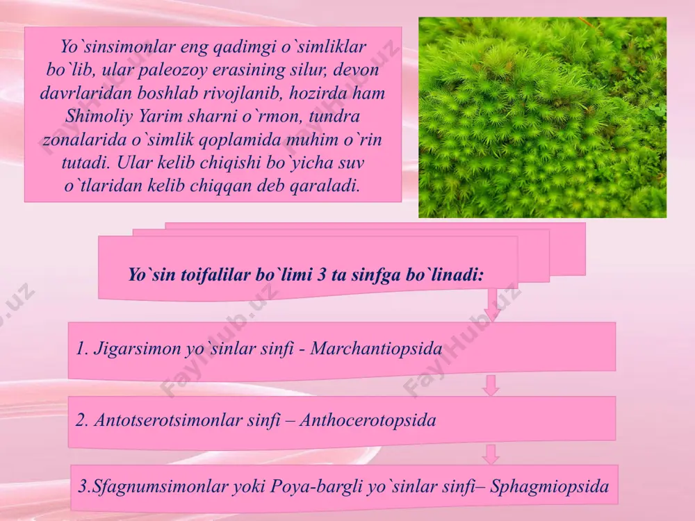qoqlik va sernam joylarda qalin chim hosil qilib o`sadi. uning poyasi tik o`suvchi 20-30-40 sm gacha etib boradi, shoxlanmaydi, uchli, dag`al, qattiq barglar bilan zich qoplangan. barglari poyani o`rab turuvchi qin hosil qilib, ketma-ket joylashgan. poyani eng pastki bargsiz qismi tuproq ostida ildiz poyaga aylanib, undan ko`p xujayrali rizoidlar hosil bo`ladi. poyaning ichki tuzilishi bir muncha murakkab tuzilishga ega bo`lib, tashqi tomonidan epidermis, undan po`st va markaziy qismini o`tkazuvchi nay bog`lamlari tashkil etadi. andreya qabilar sinfchasi bu sinfcha ham 1 ta qabila andreyanamolar (andreales) va 1 ta oilani o`z ichiga oladi. bular yuqoridagi sinfchalar orasidagi oraliq yo`sinlar hisoblanadi. ularning poyasi shoxlangan, barglari bir qavat xujayralardan iborat. sporalari etilgan vaqtda ko`sakchasi uzunasiga 4-ta pallaga bo`linib ochiladi. bular har ikkala yarim sharda, ayniqsa o`rtacha va sovuq iqlimli mintaqalarda keng tarqalgan. xo`jalikdagi ahamiyati: yo`sinlar tabiatda keng tarqalgan bo`lsa ham xo`jalik nuqtai-nazaridan ma`lum bir qiymatga ega. eng qadimgi, sodda tuzilgan jigarsimon yo`sinlardan qadimda jigar …