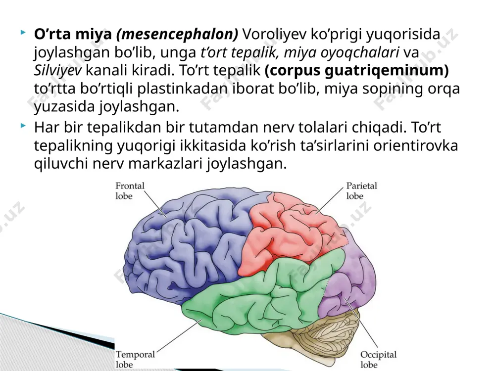teral yuzasi katta miya yarim sharlariga tutashgan, medial qismi uchunchi qorinchaning yon devorini hosil qiladi. bo’rtiq osti qismi (hypothalamus ) oraliq miyaning bir qismi bo’lib, bosh miyaning asosida yaxshi ko’rinadi. bu qismning orqa qismi ikkita so’rg’ichsimon tanani tashkil qiladi, bu yerda oxirgi miyaning hid bilish nervi tugaydi. so’rg’ichsimon tana hujayralarining tolasi so’rg’ichsimon talamik yo’l hosil qilib, bu yerdan hidlash yo’li ko’rish bo’rtiqchalarigacha boradi. so’rg’ichsimon tananing oldingi tomonida kulrang tepacha joylashgan bo’lib, u bir oz torayib, voronkaga aylanadi. voronkada gipofiz bezi osilib turadi. kulrang tepacha vegetativ markaz bo’lib, uning oldida ko’rish nervlarining ii jufti kesishib, ko’rish yo’liga aylanadi. bo’rtiq usti qism hid bilish impulslari bilan kam bog’langan, u epifiz bilan bo’g’langan o’tkazuvchi yo’llardan iborat. bo’rtiq orti qismi bir juft tashqi, ichki tizzasimon tanadan iborat bo’lib, bu qismda qizil yadro va qora substansiyaning oldingi qismlari joylashgan. bundan tashqari, orqa qismida ichki organlar funksiyasiga bog’liq bo’lgan juda ko’p vegetativ markazlar bor. image1.jpeg image2.jpeg …