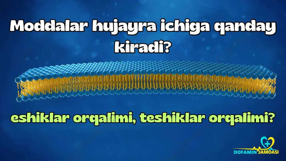 bir ionning maxsus oqsil kanali bor. ya'ni na ning oqsil kanali faqat na ni o‘tkazadi, boshqa ionlar bu kanal orqali o‘ta olmaydi. integral oqsil periferik oqsil integral oqsil (oqsil kanal) xolesterol glikolipidkarbogidratglikoprotein periferik oqsil ion kanallar qanday qilib oʻziga tegishli ionlarni tanib oladi? • bu kanallardagi bir qancha xususiyatlar bilan tushuntiriladi: - kanal diametri - shakli - oqsil kanalning ichki yuzasidagi zaryad - kanalning darvozasi (ochiq, yopiqligi) hu ja yr a m em br an as i oqsil kanal • na kanallari: - faqat na ni o‘tkazadi - kattaligi 0.3-05 nm - ichki yuzasi kuchli manfiy zaryadlangan • k kanallari: - faqat k ni o‘tkazadi - kattaligi 0.3 nm gacha - ichki yuzasi musbat zaryadlangan ion kanllari 2 xil bo‘ladi: 1. darvozasiz ion kanallar 2. darvozali ion kanallar 1. darvozasiz ion kanallar har doim ochiq holatda bo‘ladi. ushbu kanal oʻziga yaqin kelgan ionni har doim o‘tkazadi. chunki bu kanallarni yopib …