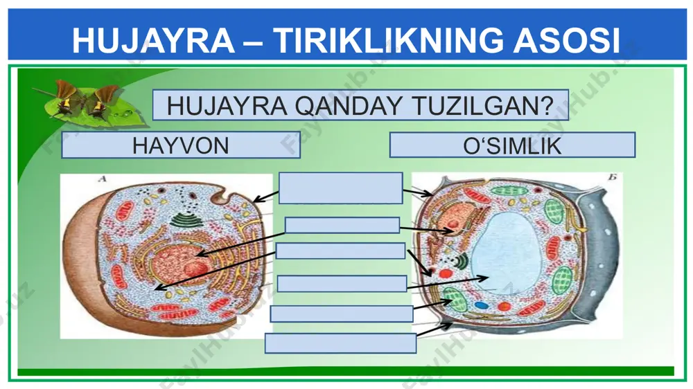 undan xalq tabobatida turli yara, chipqon, ateroskleroz, gipertoniya, avitaminoz kasalliklarida ishlatiladi. 1. piyoz hujayralarini rasmini chizish. 2. piyoz hujayrasiga doir qo‘shimcha ma’lumotlar topib daftarga yozish. mustaqil bajarish uchun topshiriqlar: e’tiboringiz uchun rahmat! piyoz haqida piyoz – piyozdoshlar oilasiga mansub ko‘p yillik o‘tsimon o‘simliklar turkumi, sabzavot va manzarali ekin.