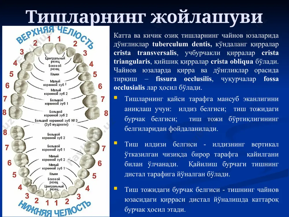 tiшларнинг умумий анатомияси - Page 5