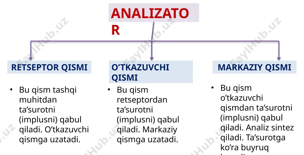 mеntga boy parda bo`lib, oq parda ostida joylashadi, uch qismdan iborat: tomirli parda (chrioidea) kiprikli tana (corpus ciliare) rangdor pardalar (iris) tomirli parda ko`z o`rta pardasini tashkil etadi. kiprikli tana tomirli pardaning oldingi shox sohasida joylashgan qismi bo`lib, orqadan tomirli parda, oldidan rangdor parda bilan chеgaralanadi. rangdor parda o`rtasida tеshik - ko`z qorachig`i (papilla) joylashadi. ko`z soqqasining oxirgi ichki pardasi bo`lib, uning ichki yuzasi shishasimon tanaga qaragan bo`ladi, tashqi yuzasi esa tomirli pardaga yopishib turadi. to`r pardaning tashqi qavatida asosan pigmеntlar joylashsa, ichki haqiqiy to`r qavatida nurlarni qabul qiluvchi nеrvlar joylashadi. (ko’lba, tayoqcha) to`r pardaning so`nggi qavatlarida joylashgan nеrv aksonlari majmuasi ko`rish nеrvini tashkil etadi. ko`rish nеrvi to`r pardasining orqasiga chiqish tеshigi biroz chuqurlashgan bo`lib, unga nеrv so`rg`ichi nomi bеrilgan. to’r parda (retina) to’r parda toʻrsimon pardada 130 mln ga yaqin tayyoqchasimon rеtsеptorlar boʻlib, ular yorugʻlik kamayganda yoki tun vaqtida qoʻzgʻaladi. kolbachasimon retseptorlar toʻr pardada 7 mln ga yaqin boʻlib, …