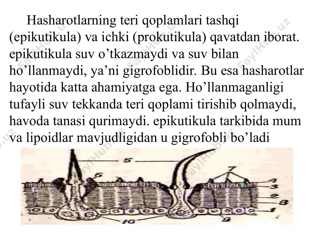 naychalari – traxeyalardan iboratdir. traxeyalar ko’krak va qorin segmentlarining yonlari bo’ylab juft-juft bo’lib joylashgan nafas teshiklaridan boshlanadi. traxeyalarning boshlang’ich qismi yo’g’on bo’lib, keyin ingichkalasha boradi, ya’ni ko’plab traxeyalarga – traxeya kapillyarlariga shoxlab ketadi. nafas olish harakatlari asosan qorin muskullarining qisqarishi tufayli ro’y beradi, bu jarayon pardaqanotlilarda (ari, asalari va boshqalarda) ko’zga yaqqol tashlanib turadi. hasharotlarning kam harakatli fazalarida nafas olish tezligi susayadi. jinsiy a’zolari. hasharotlar ayrim jinsli hisoblanadi. urg’ochilarining jinsiy a’zolari ikkita tuxumdon, ikkita yon tuxum yo’li, o’rta tuxum yo’li, o’siqli bez va urug’ qabul qiluvchi qismlardan iboratdir. erkak hasharotning jinsiy a’zolari ikkita (ba’zan bir-biriga qo’shilib o’sgan) urug’dondan, ikkita urug’ chiqarish yo’li, o’simta bez va yig’ma a’zodan iborat. urug’donlar naychalardan hosil bo’ladi, ularning ichida spermalar, ya’ni mikroskopik mayda harakatchan erkak jinsiy hujayralari rivojlanadi. o’siqli bezlar urug’ yo’liga tushadi va spermalarni o’rab olib spermatofor hosil qiladigan suyuqlik ajratadi. juftlashganda spermatofor urg’ochi hasharotning yig’ma xaltachasiga yoki tuxum yo’lining o’rta qismiga kiradi, unda …