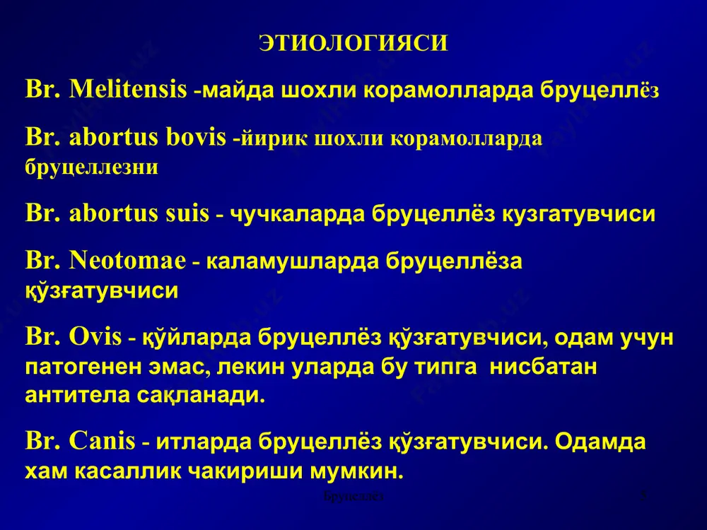 oladi va fiksatsiya qiladi. sensibillashgan to'qimadan brutsellyoz antigeni qayta ta'siri allergik reaktsiyalar rivojlanishini keltirib chiqaradi va bu tayanch-harakat apparati, periferik nerv tizimi, jinsiy tizim va h.z.larda yallig'lanishli o'zgarishlar bilan namayon bo'ladi. shunday qilib zararlanish o'choqlari – metastazlar shakllanadi. brutsellyoz brutsellyoz * infektsion-toksik ta'sirlar bilan bir qatorda infektsion-allergik jarayonlar ham namayon bo'la boshlaydi va kasallik nimo'tkir va surunkali fazasiga o'tgandapatomorfologik o'zgarishlar genezida asosiy rol kasb etadi. immunitet ko'tarilgan sari brutsellalar limfogemopoez a'zolari: jigar, taloq, limfa tugunlari, suyak ko'migida fiksatsiyalanadi. keyinchalik bu brutsellalarning taqdiri turlicha bo'ladi: bir qismi organizmdan tashqi muhitga chiqariladi, bir qismi himoya mexanizmlari ta'sirida nobud bo'ladi, bir qismi organizmning ifodalangan javob reaktsiyasini chaqirmay bir necha oylar davomida ko'rsatilgan a'zolarda saqlanib, o'z hayot-faoliyatini ham saqlab qoladi. qulay sharoit yuzaga kelganida (toliqish, sovuq qotish, manfiy emotsiyalar, interkurrent kasalliklar qo'shilishi va b.) organizmda mavjud bo'lgan brutsellalar faollashadi. bunda ularning qaytadan qon oqimiga chiqishi, so'ngra turli azo va to'qimalarda qayta fiksatsiyalanishi, klinik simptomlarning …