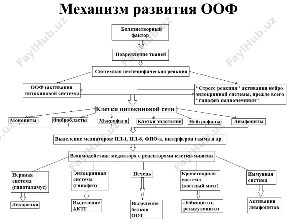 геморрагик некроз), цитотоксичен для многих опухолей in vitro. фно – α куп микдорда синтезланса: септик шок (↓ ад, ↓ эндогенные опиаты, ↑ проницаемость капилляров, отек, гиповолемия). двс - синдром (↓ снижение антикоагулянтных свойств эндотелия, ↑ свертываемость крови). острый респираторный дистресс – синдром взрослых. некроз эпителия жкт, почечных канальцев, печени, (↑ о¯2, апоптоз). раковая кахексия, кахексия при раневом истощении, при хронических воспалительных процессах. уткир фазали жавобнинг асосий белгилари иситма. умумий холсизлик, чарчоклик, уйкучанлик, тормозланиш. суяк-мушак-бугим и бош огриги. гипо - и анорексия, диспепсия белгилари. лейкоцитоз. иммунной система фаоллашиши. иситма «иситма» тушунчаси таърифи иситма – умумий типик патологик жараен, инфекцион ва ноинфекцион омиллар таъсирида келиб чикади. иситма химоя –мослашув характерга эга булган реакция хисобланади. иситма реакцияси –эволюция жараенида шаклланган инфекцион ва ноинфекцион ташки омиллар таъсирига нисбатан организм химоя реакцияси булиб, оргазмда эндоген пироген моддалар таъсири остида терморегуляция аппаратининг кайта курилиши, тана хароратининг кутарилиши. «иситма реакцияси» тушунчаси иситма этиологияси сабаблари: - физик - …
