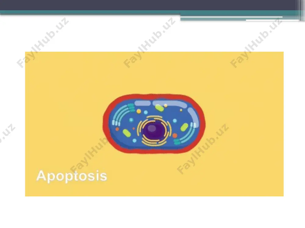 apoptoz mexanizmlari - Page 4