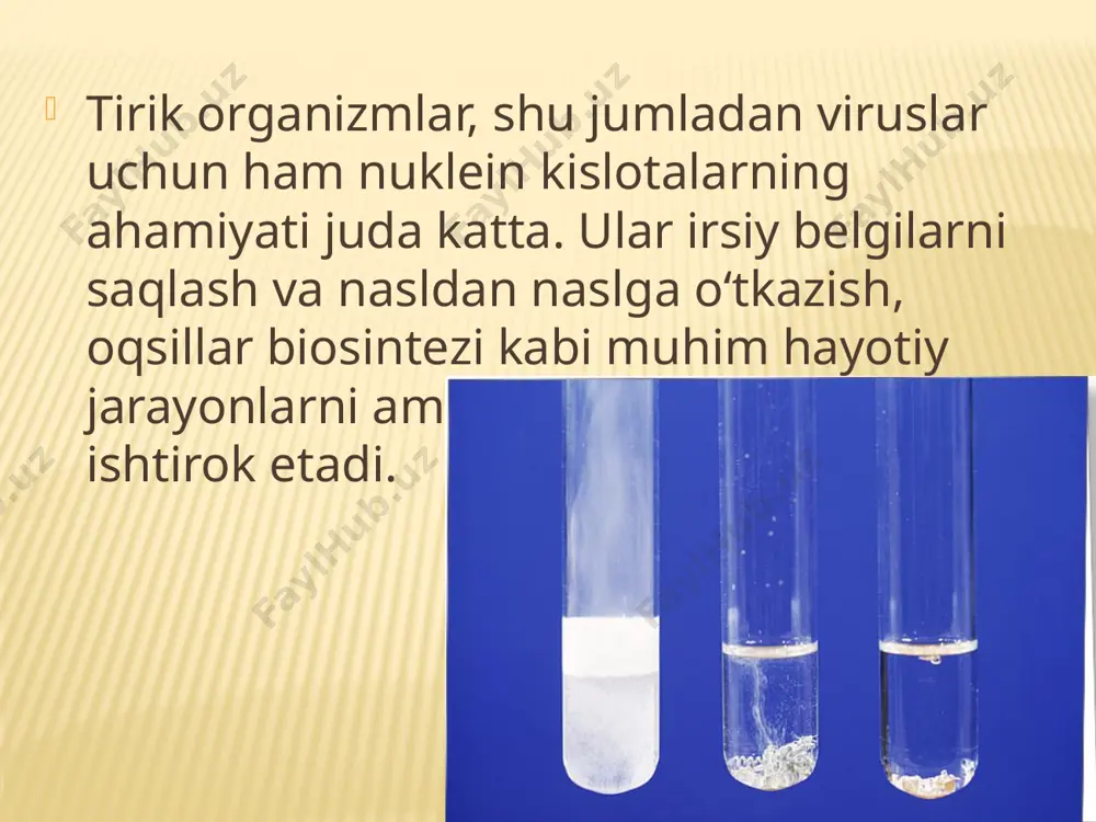 oblanadi. bitta molekula tarkibida haddan tashqari ko‘p nukleotidlar bo‘ladi. dnk molekulasi qo‘sh zanjirdan iborat. qo‘sh zanjir bir-biriga to‘la mos keladi va komplementardir. zanjirlarning bir-biriga mos va komplementar bo‘lishi ham bir zanjirdagi purin asosi qarshisida pirimidin asosi bo‘lishi ni talab qiladi. purin asosida a va g kirsa, pirimidin asosiga ts va t kiradi. adeninga doim timin komplementar, guaninga esa tsitozin komplementardir. a-t o‘rtasida ikkita vodorod bog‘, g-ts o‘rtasida uchta vodorod bog‘lar bo‘ladi. dnk qo‘sh zanjirining hosil bo‘lishi nukleotidlar o‘rtasidagi komplementarlik bilan bog‘liqdir. dnk molekulasida oqsil sintezi to‘g‘risida axborot joylashgan. shu bilan birga dnk molekulasi ana shu axborotning nusxasini ko‘paytirish xususiyatiga ega. bu tirik organizmlar haqidagi irsiy axborotni aniq holda nasldan naslga o‘tkazish demakdir. dnk hujayra yadrosida, shuningdek mitoxondriya va xloroplastlarda bo‘ladi. u xromosoma tarkibiga kirib, oqsillar bilan birikkan holda uchraydi. dnkning tuzilishini amerikalik biolog j. uotson va angliyalik fizik olim f. krik kashf etganlar. ribonuklein kislotalarning tuzilishi dnkga o‘xshash bo‘ladi. ularning …