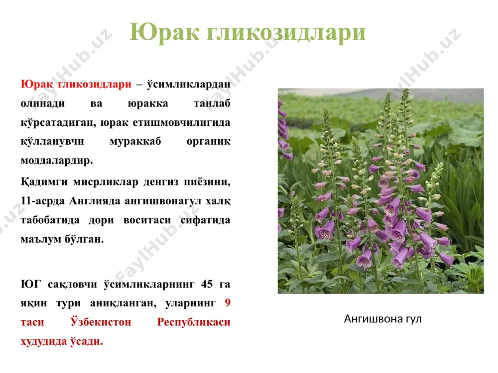ил қилади, систоланинг кучи ошади, давомийлиги қисқаради. гликозидларнинг систолик таъсири катехоламинларнинг ошиши билан ҳам боғлиқ. маълумки, кальций ионлари катехоламинларни ажратиш хусусиятига эга. экг да систолик таъсир туфайли q - т оралиғи камаяди, экг тишларининг вольтажи ошади. 2. мусбат тонотроп таъсир: систоланинг кучайиши юракнинг қисқарувчанлиги, айниқса етишмовчилиги туфайли кенгайган, бўшашган юрак мушакларининг умумий тонусини оширади. юрак қоринчаларида қолдиқ қон камайиб, аъзонинг умумий ўлчами камаяди. кучли систола ҳамда мусбат тонотроп таъсир туфайли юракнинг зарбали ва минутли ҳажми ошади. 3. манфий хронотроп —диастолик таъсир: гликозидлар диастола давомийлигини узайтиради, юракнинг қисқариш тезлиги камаяди. дигиталис гликозидлари даволаш миқдорида қўлланганда хужайра ионлари таркибининг ўзгариши. кучли систола вақтида қон юракдан катта куч билан чиқиб, аорта ёйида жойлашган каротид коптокчаларининг барорецепторларини таъсирлайди, шу ердан импульслар вагус марказига ўтиб, унинг охирида медиатор ацетилхолин ажралишини оширади, ацетилхолин эса юрак уриш тезлигини камайтиради. гликозидлар бевосита юракда жойлашган вагус рецепторларига таъсир кўрсатиб, кардио-кардиал рефлекс орқали ҳам брадикардия пайдо қилиши мумкин. ёш болаларда …