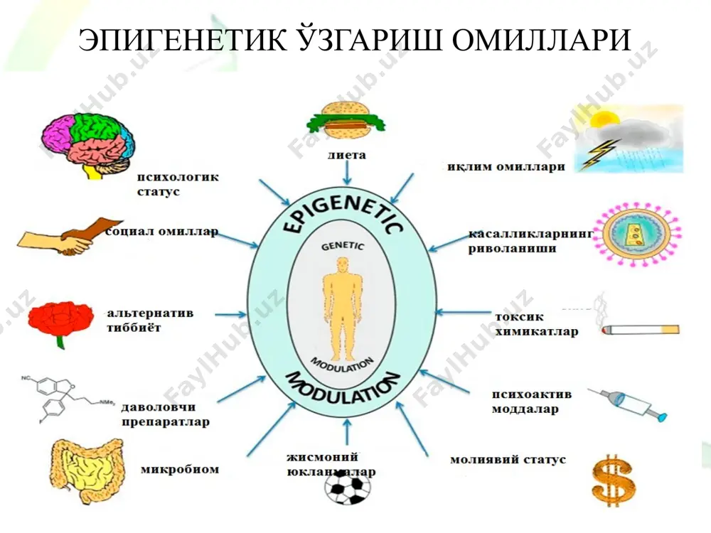 бўлиши каби турли кўринишлар ушбу жараён билан боғлиқ. днк метилланишининг таъсири метилланган cpgs га симметрик боғланган оқсил воситачилар орқали амалга ошади. бундай оқсиллар ~ 70 қолдиқдан иборат специфик доменни ўз ичига олади: хроматин билан боғланган қўшимча доменлар метил-cpg-боғланувчи комплекси (mbd) mbd1 mbd2 set домен at-крючокмотив phd бармоқ mbd3 mbd4 бромодомен mecp2 гиперметилланиш сателлитлар ва геном бўйлаб ёйилган такрорлар провируслар транспозонлар транскрипцион нофаол генлар гипометилланиш транскрипцион фаол генлар 12 днк метилланиши қуйидаги барча генетик жараёнларни назорат қилади:: репликация (днк синтези) транскрипция (рнк синтези) днк репарацияси (қайта тикланиш) рекомбинация (бирикиш) генлар транспозицияси (кўчиш) ҳужайра ва тўқималар ихтисослашуви дискриминация ген репрессияси (тўхташ) геном экспрессиясини экзоген (вируслар) ва эндоген такрорланувчи днк кетма-кетликлари) омиллардан ҳимоя қилиш эпигенетик механизмларда днк метилланишининг аҳамияти метилланиш табиатининг ўзгариши турли хил паталогик ҳолатларнинг ривожланишига олиб келади. жумладан, геннинг промотор қисмидаги cpg-оролчаларининг аномалияли метилланиши ушбу генларни тўлиқ инактивациялаб, ирсий ва онкологик касалликларнинг ривожланишига сабаб бўлади. метилланиш ҳужайраларнинг дифференциациялашида – "универсал" эмбрион …