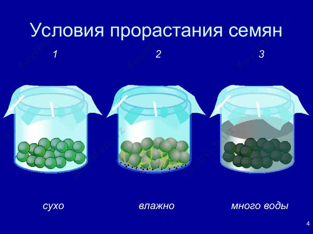 прорастание семян - Page 4
