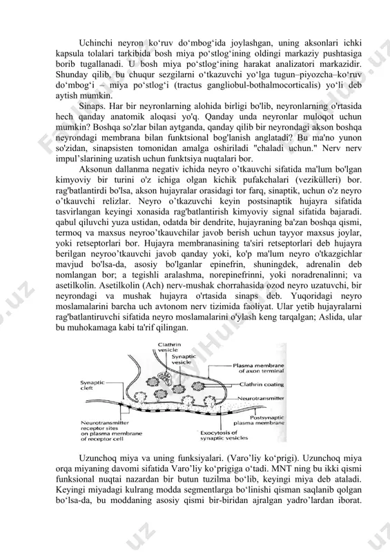 nalizatorlari hujayralarining o‘rta peshona pushtasida joylashgan. yozma so‘zning ko‘ruv analizator hujayralari miya tepa qismining pastki bo‘lagida joylashgan. bundan tashqari, so‘zlash, o‘qish va yozish vaqtida miya po‘stlog‘ida joylashgan 14 milliard hujayralar ham qatnashadi. bosh miya pardalari bosh miya ham xuddi orqa miyadek uchta parda bilan o‘ralgan. bu pardalar bosh miyani o‘rab katta teshik sohasida orqa miya pardalariga o‘tib ketadi. bosh miyaning qattiq, to‘r va yumshoq pardalari tafovut qilinadi.bosh miyaning qattiq pardasi (dura mater encephali) pishiq bo‘lib, tarkibida kollogen va elastik tolalari bo‘lgan biriktiruvchi to‘qimadan iborat. kalla bo‘shlig‘ini ichki tomondan qoplab, u kallaning miya qismi suyaklarini qoplovchi suyak usti parda vazifasini ham bajaradi. kalla qopqog‘i suyaklari bilan u pishiq birikmagan bo‘lib, oson ajraladi. kalla asosi suyaklari bilan u choklarning chekkalari va teshiklar sohasida mustahkam birikkan. qattiq pardaning to‘r pardaga qaragan ichki yuzasi silliq. ba’zi sohalarda qattiq parda bo‘linib, endoteliy bilan qoplangan uchburchak shaklidagi vena bo‘shliqlarini hosil qiladi. vena bo‘shliqlariga qon bosh miya …