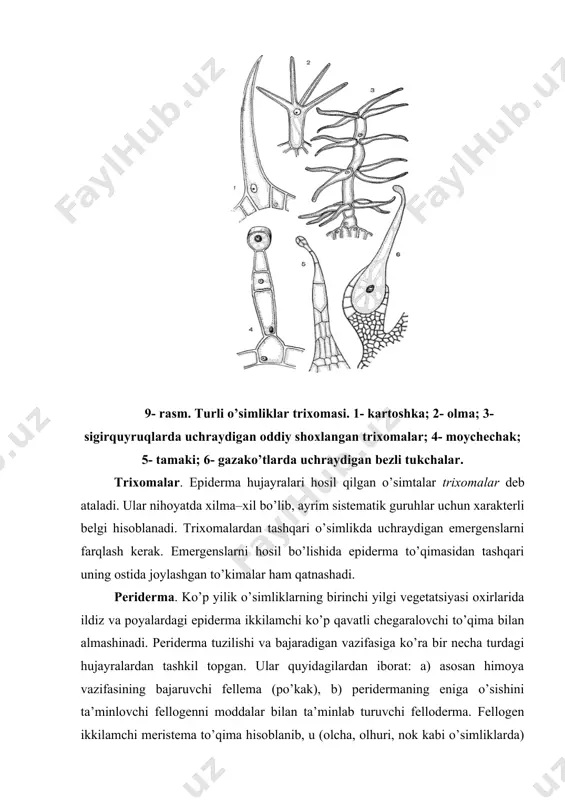 o’ra turli ko’rinishdagi po’stloq hosil bo’lishi mumkin. fellogenning doira shaklda joy olishdan halkasimon po’stloq hosil bo’ladi. agarda fellogen ayrim bo’laklar shaklida hosil bo’lsa, tangachasimon po’stloq kelib chiqadi. bu xildagi po’stloq ko’p uchraydi. qalin qatlamli po’stloq daraxt tanasini mexanik shikastlanishdan, yong’indan va haroratning keskin sho’garishidan saqlaydi. ba’zi o’simliklarda po’stloq umumdan hosil bo’lmaydi (chinor, chetan, shumrut). adabiyotlar: 1. s. m. mustafayev,o.a. ahmedov botanika,toshkent, 2006. 2. ikramov m.i., normurodov x.n., yuldashev a.s. botanika. toshkent. «o’zbekiston». 2002. 3. xrjanovskiy v. t. kurs obshey botaniki, m.: visshaya shkola, 1982. 4. to’xtayev a. o’simliklar anatomiyasi va morfologiyasi. toshkent, 1994. 5. yoziyev l.x. botanika. qarshi: nasaf, 2006.