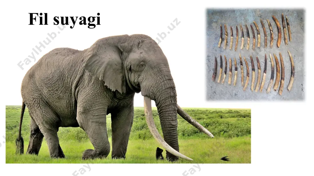 buyukgeografikkashfiyotlar - Page 3