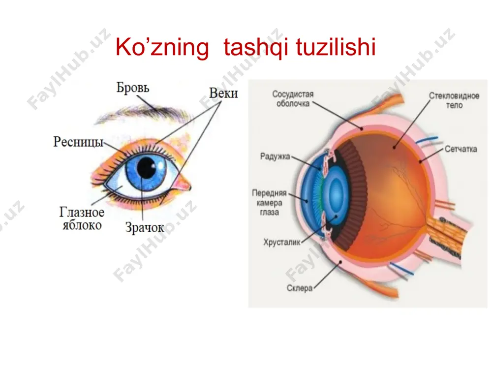 sezgi o’rganlari va analizatorlar - Page 4