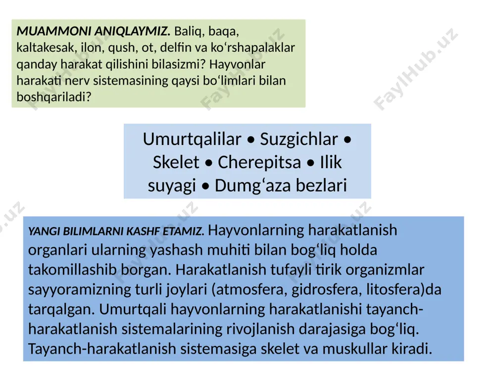 o‘yin umurtqasi orqali kalla suyagi bilan harakatchan birikkan, qovur g‘alari rivojlanmagan, dum umurtqalari birlashib, bitta dum suyagini hosil qilgan. baqaning oldingi va orqa oyoqlari skele ti kamar suyaklari orqali umurtqa pog‘onasi bilan tutashgan. oldingi oyoqlar skeleti bitta yelka, ikkita bilak va bir qancha panja suyaklaridan iborat. ular yelka kamari: ikkitadan ko‘krak-tirgak, o‘mrov va kurak suyaklari orqali umurtqa pog‘onasiga birikadi. kamar suyaklarining ikkinchi uchi to‘sh suyagiga tutashgan. orqa oyoqlar son, boldir, tovon, panja suyaklaridan iborat. orqa oyoqlar kamarini o‘zaro harakatsiz birikkan uchta chanoq suyaklari hosil qiladi. chanoq suyaklari orqa oyoqlar uchun tayanch bo‘ladi reptiliyalardan kaltakesakning oyoqlarida 5 tadan panjasi bo‘ladi. oyoqlar tanaga ikki yon tomondan birikkan bo‘lganidan tanasini dast ko‘ta rib turmaydi. shuning uchun harakatlanayotgan kaltakesakning qorni yerda sudraladi; dumi yu rishga yordam beradi (9.23-a rasm). ilonlar va ba’zi kaltakesaklar (sariq ilon)da oyoq rivojlanmagan, ular gavdasini egib, qovurg‘alariga tayangan holda harakat qiladi. kaltakesakning skeleti baqanikiga o‘xshasa-da, bir qator o‘zgarishlar bilan farq …