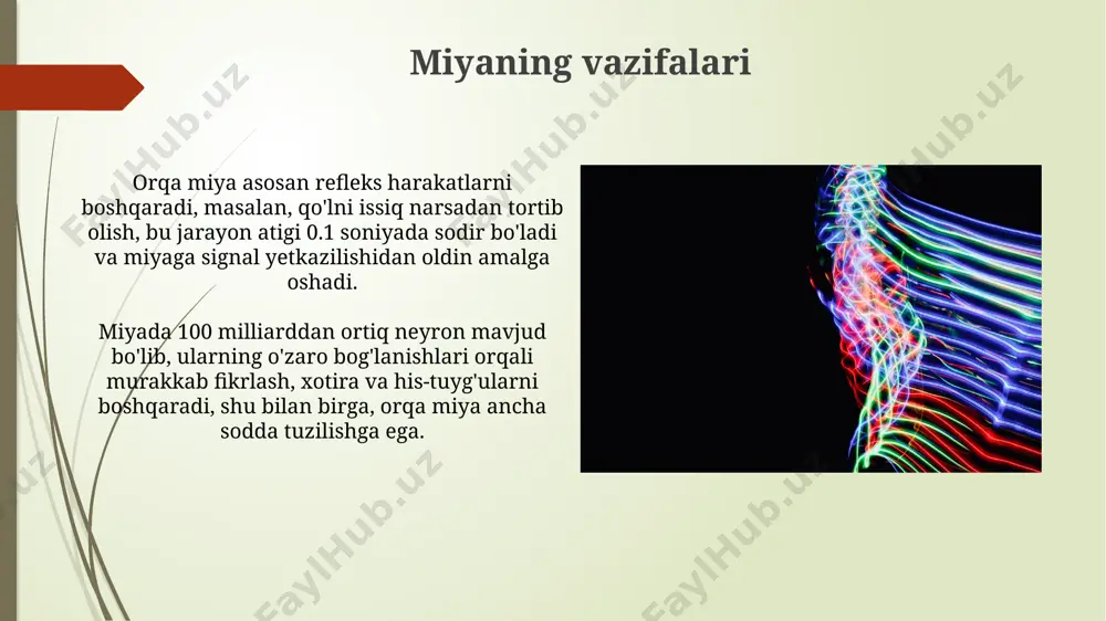 bosh va orqa miya farqlari - Page 4