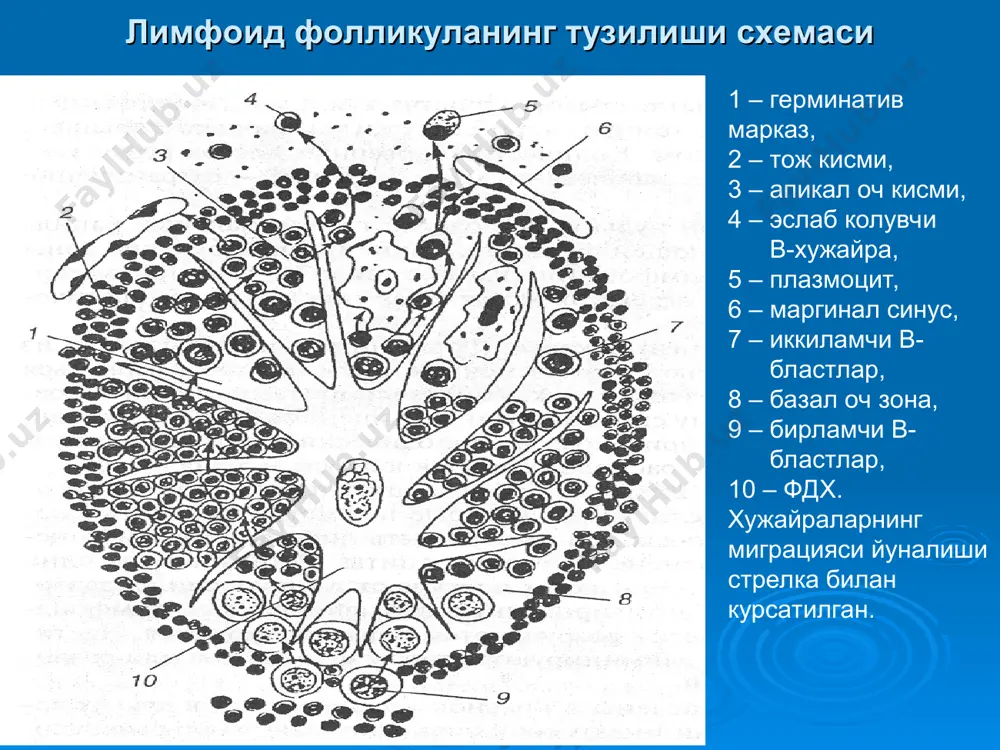 лимфа тугуни: пустлок модда - Page 4