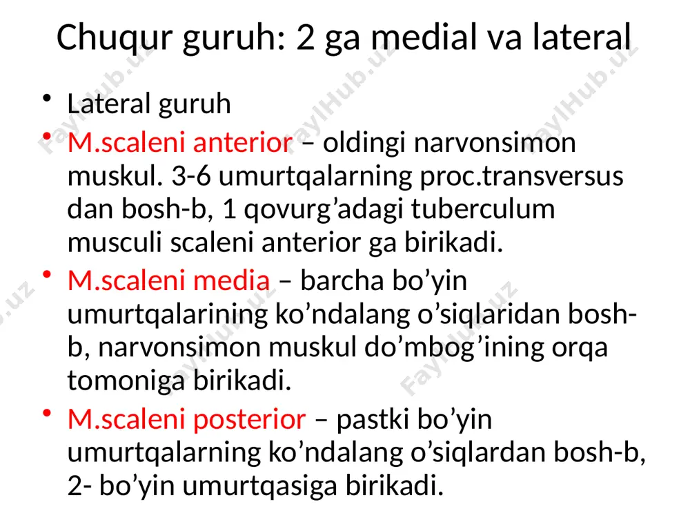 bo’yinsohasining mushak va fassiyalari hamda topografiyasi - Page 5