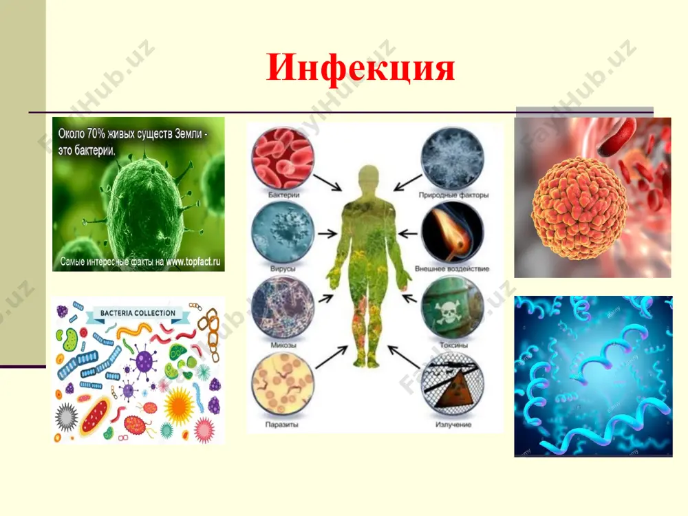 хивчинлари. специфик – иммун система, токсинларни нейтраллаши, халок бўлган хужайраларни йўқ қилиши. громашевский л.в. бўйича юқумли касалликлар таснифи ичак инфекциялари эшерихиоз шигеллезлар сальмонеллезлар қорин тифи ва паратифлар вабо вирусли гепатит а ва е нафас йўллари инфекциялари грипп ва ўрви инфекцион мононуклеоз чинчечак қизамиқ қизилча эпидемик паротит сувчечак энтеровирусли инфекция менингококкли инфекция қон инфекциялари тошмали тиф рикетсиозлар энцефалитлар лешманиоз геморрагик лихорадка малярия ва х.к. тери қопламлари инфекциялари қутуриш қоқшол куйдирги сап оқсим касаллик даврлари инкубацион давр – касаллик қўзғатувчисининг организмга тушган давридан бошлаб биринчи клиник белги пайдо бўлгунгача ўтган давр. бошланғич давр – касалликнинг бошланғич клиник белгилари пайдо бўладиган даври. авж олиш даври – касалликнинг типик ва специфик белгилари пайдо бўлиш даври. соғайиш даври – касалликнинг белгилари сўниш ва организмдаги патологик ўзгаришлар аста-секин тикланиш даври. текшириш усуллари бемор шикоятлари касаллик анамнези эпидемиологик анамнез хаёт анамнези беморни клиник объектив кўрикдан ўтказиш лаборатор ва инструментал диагностика усуллари: паразитологик усул бактериологик усул вирусологик усул …